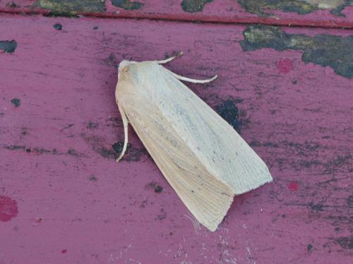 Réf. 359 729 : Rhizedra lutosa